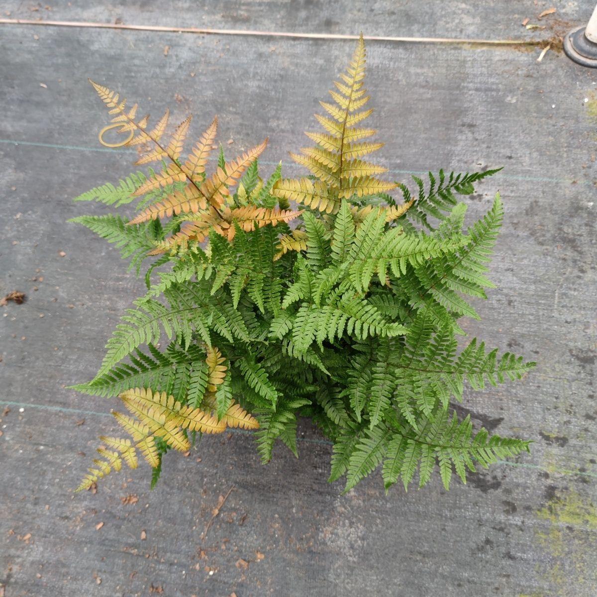 彩虹三色鳞毛蕨红盖凤尾蕨类室内绿植观叶四季植物造景盆栽耐寒-阿里巴巴
