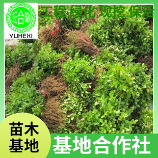 Supply of Engineering Greening Small-Leaf Melon Seed Boxwood, Boxwood Balls, Evergreen Cold-Resistant Hedge Seedlings, Large Quantity Discounts