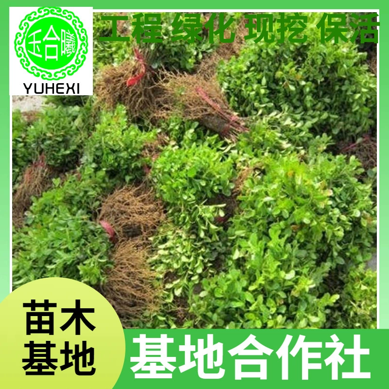 Поставка инженерных озеленительных семян малолистовой дыни, шариков из самшита, четырехсезонных зеленых морозостойких саженцев для забора, скидки на большие объемы.