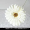 African chrysanthemum white