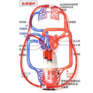 Children's understanding of human organs blood circulation model junior high school students biological knowledge medical small experimental equipment