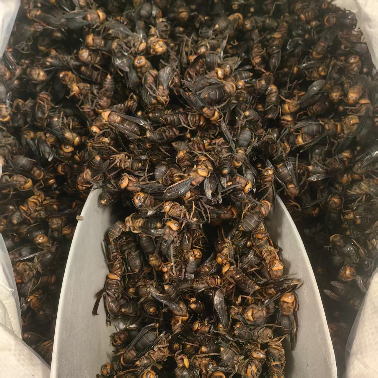 Dried Wasp Hornet Whole Body Hu Tou Feng Traditional Chinese Herb Natural Sun Dried Sichuan Origin 1000g quality and texture