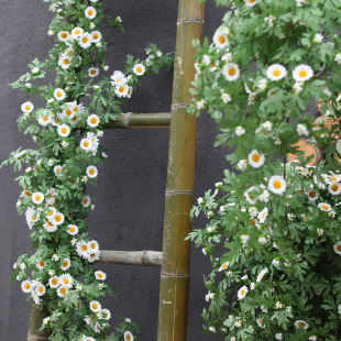 �r�մ��������m���ϼٻ��ٗl�҃ȿ͏d�������ܼҾ��b��С�r��