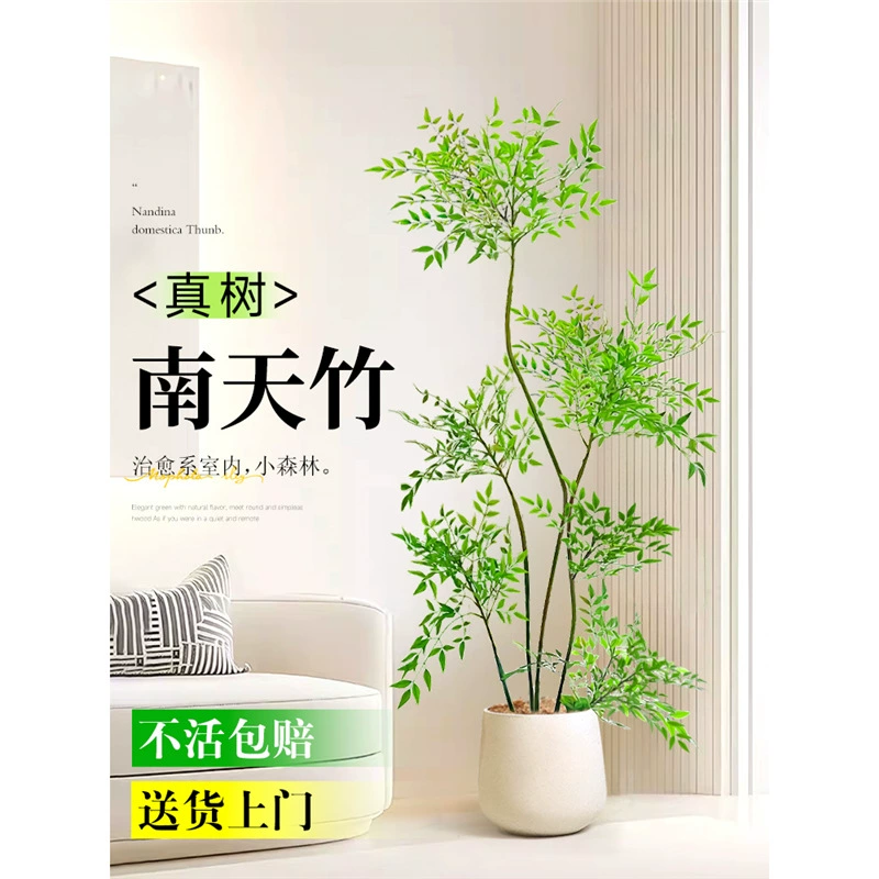 Бамбуковое растение в горшке Nantian для гостиной, настоящая зелень дерева, боковая сторона офисного дивана, большой напольный дом с настоящими цветами, большой денежный цветок.