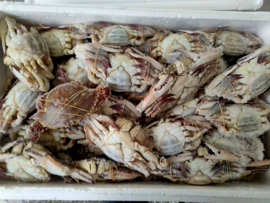 软体类;鱼类;食品饮料加工