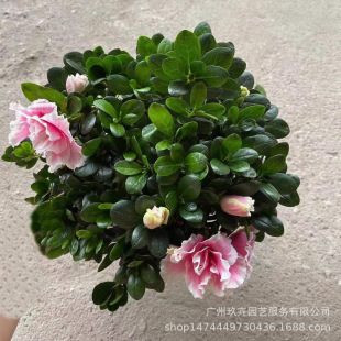 ���N���^��ֲ���^�����Ծ���ͥԺ���@�k�����^���Gֲ