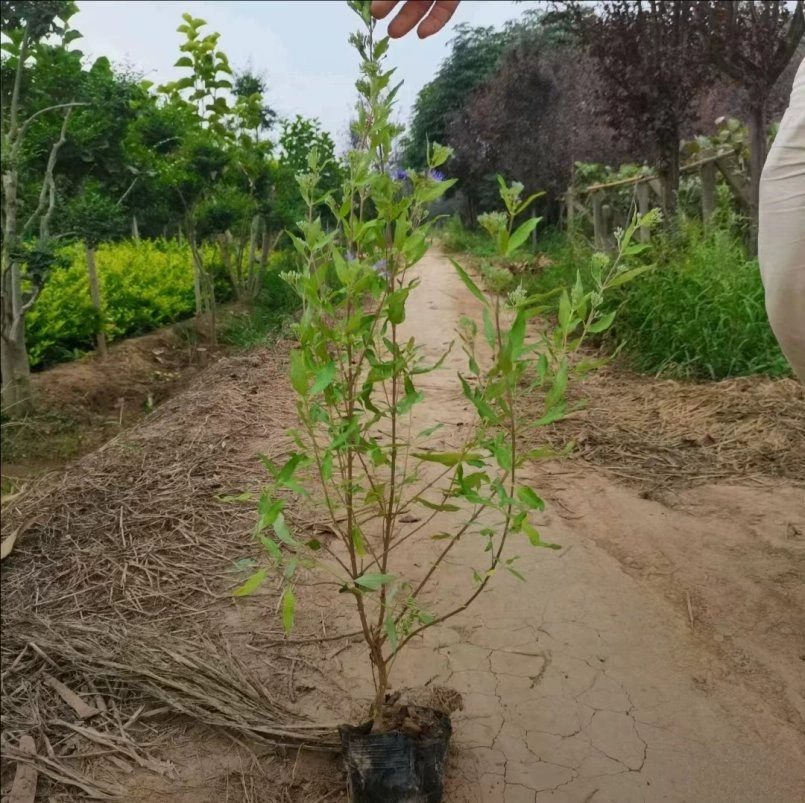 Рассада питомника оптом caryopteris с большими чашками 40 см Высокое качество, хорошая засухоустойчивость и устойчивость к холоду Лиственные растения