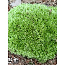 铺面室内造景苔藓盆栽苔藓微景观草坪草籽盆景绿植盆栽苔藓植物