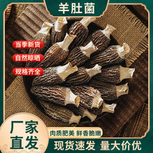 羊肚菌云南特产新鲜干货头茬新货煲汤炒菜炖肉山珍食材菌菇汤批发