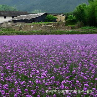 Willow Verbena Flower Seedlings Perennial Grass Flower Landscape Greening Flower Sea Wedding Photography Flower Seedlings