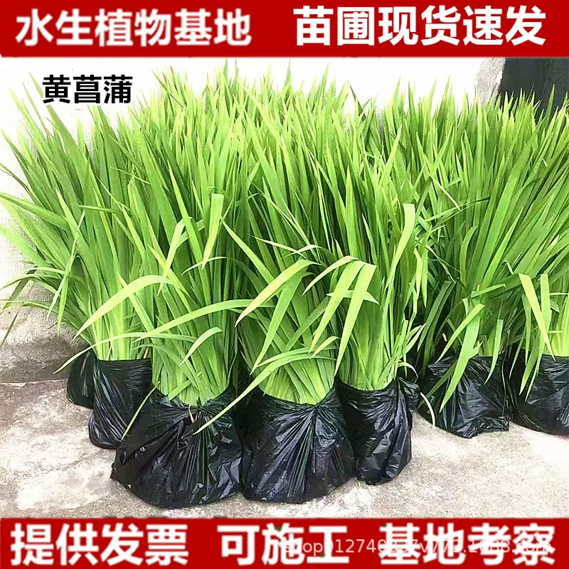 黄菖蒲黄花鸢尾水生鸢尾 水生常绿鸢尾苗圃批发人工湿地挺水植物