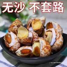 活冻花螺冷冻大海螺贝壳香螺水产海鲜新鲜花螺野生小海螺鲍鱼食用