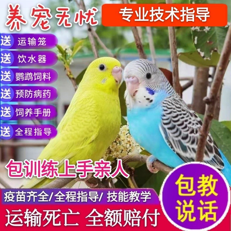 O1CN01OoItlY1RLYbWVVdfv_!!2215837082095-