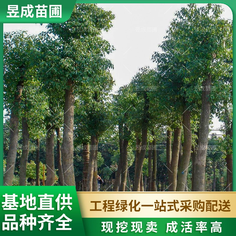 Основание камфорного дерева напрямую поставляет парковое озеленение, муниципальное озеленение, ландшафтные деревья, высококачественные камфорные деревья диаметром 20-25cm мм.