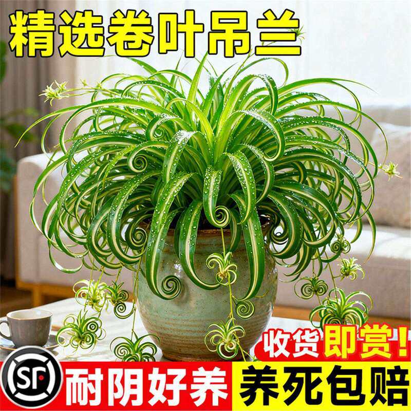 Golden Heart Chlorophytum Potted Plant French Lady Office Desktop Small Potted Plant Indoor Hanging Green Plant Golden Edge Chlorophytum Golden Heart Chlorophytum Potted Plant French Lady Office Desktop Small Potted Plant Indoor Hanging Green Plant Golden Edge Chlorophytum