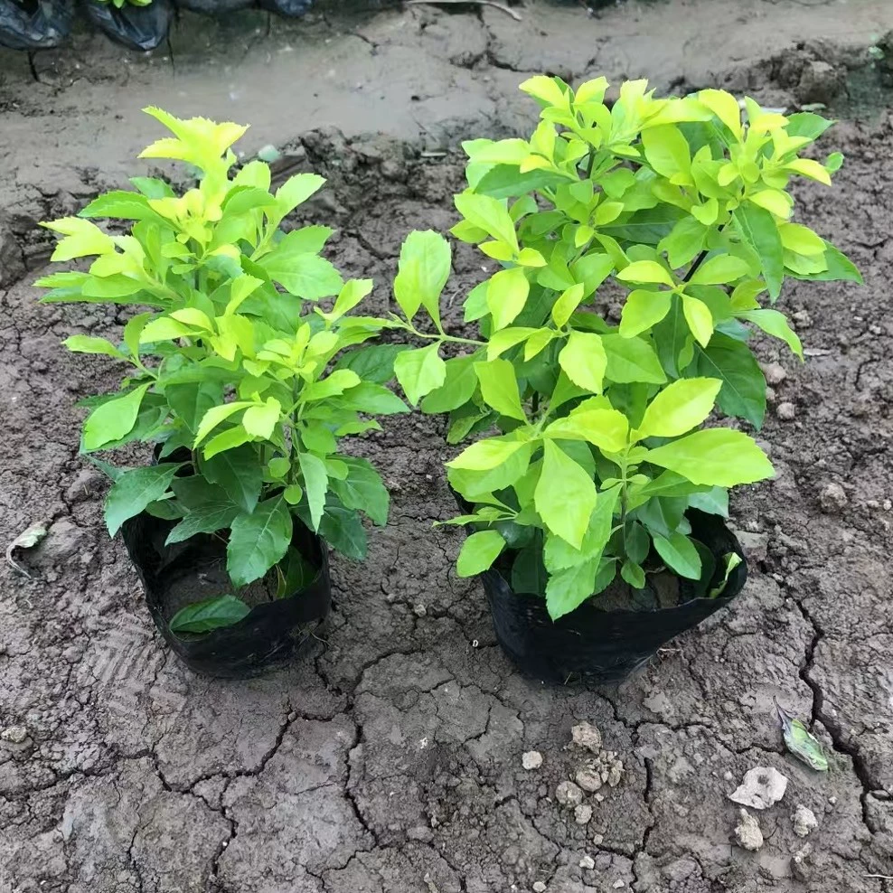 Напрямую от производителя: искусственная форситетия Golden Leaf для входа в жилой район, парка, сада, зеленения тротуаров, ландшафта двора и дизайна цветочной грядки.