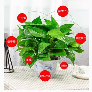 �G�}�����҃ȿ͏d������ȩ�����՚�ֲ�ﻨ��ˮ��Gֲ�L�ٴ����G�j