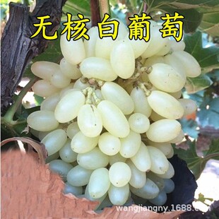 ϡ�����ј����½����R�̰�ţ���������ͺ������ϱ����Nֲ����Y��