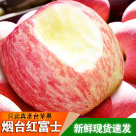 烟台红富士苹果【全年供用】新鲜栖霞生鲜水果正宗脆甜多汁