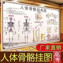 人体骨骼图大挂图肌肉结构图肌肉分布图解脊柱骨头解剖医院大挂图