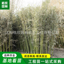 早园竹苗批发 景区小路观赏园林刚竹类植物庭院盆景树形优美早竹