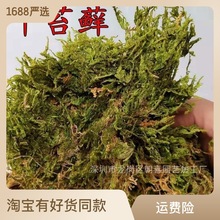 苔藓包邮草厂家干苔藓水草乌龟冬眠运输垫才蝴蝶兰水苔用嫁接植料