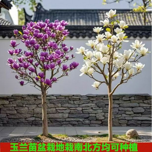 ���m�������ֱ�lͥԺ�҃���Nֲ�t���m �����m �S���m Ҏ���Rȫ