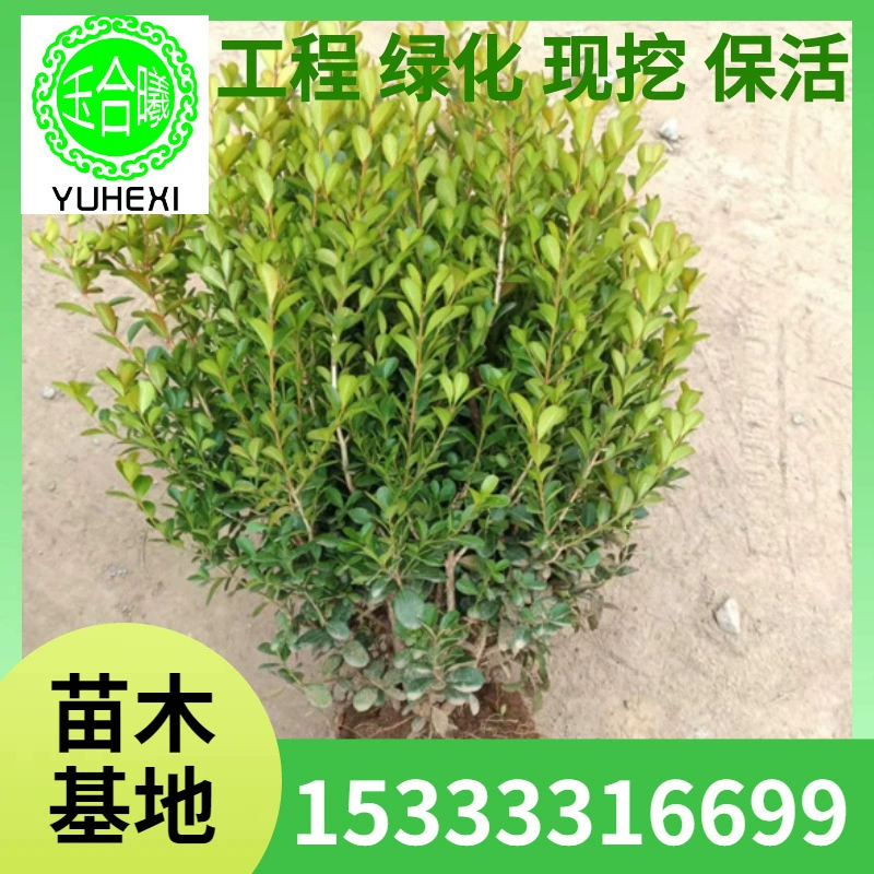 Оптовая база из шариков из самшита, саженцев самшита, шариков из мелколистного самшита и других саженцев для ландшафтного дизайна вилл.