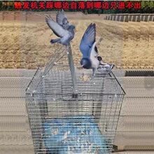 天落户外捉鸽子新款信鸽捕笼旋转笼翻板笼新加粗鸽笼户外镀锌