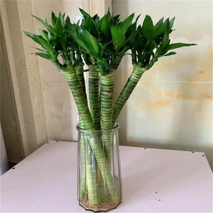 ͸���͏d��ز廨���F��ˮ��ˮ�B���s�[�����F��ֲ��ˮ�B�͏d����