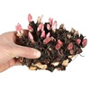 Peony root block with buds and peony, root peony peony flower root ball, blooming indoor courtyard green potted plants