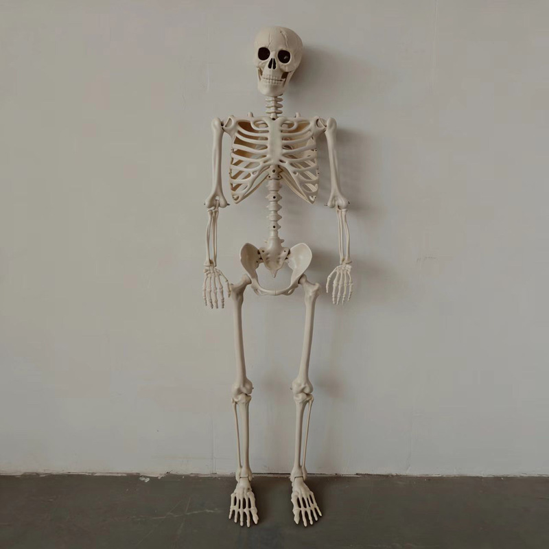 Cross-Border Shipping Available: Adjustable Jointed Halloween Horror Decoration Human Skeleton 135cm Skeleton Cross-Border Shipping Available: Adjustable Jointed Halloween Horror Decoration Human Skeleton 135cm Skeleton