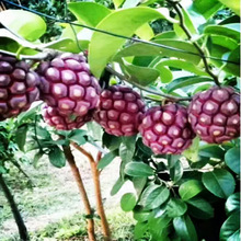 ���ϻ����N�Ӵ�Ѫ�ٲ�����ˮ���N����Ʒ�N�ϱ����ɷN����a��