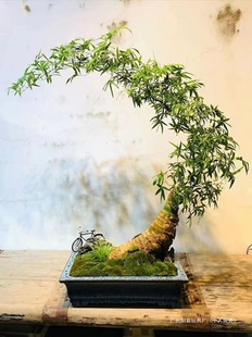 С�~�{����������������B�׻��҃�ͥԺ�辰���ŶU�����F�^������