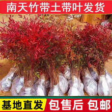 Ԙ҃ͥԺϘ辰^~ļBֲ