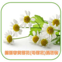 德国春黄菊花(母菊花)提取物 | 西班牙进口天然香料洋甘菊提取物