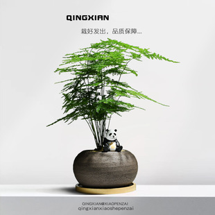 Asparagus Potted Office Tea Table Plant Flower Desktop Easy to Grow Green Plant Cloud Bamboo Bonsai Indoor Shade-Tolerant Green Plant