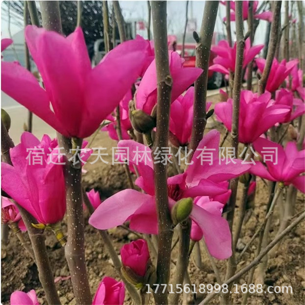 O1CN01lHOopl1L1VkgvY2ee_!!2218