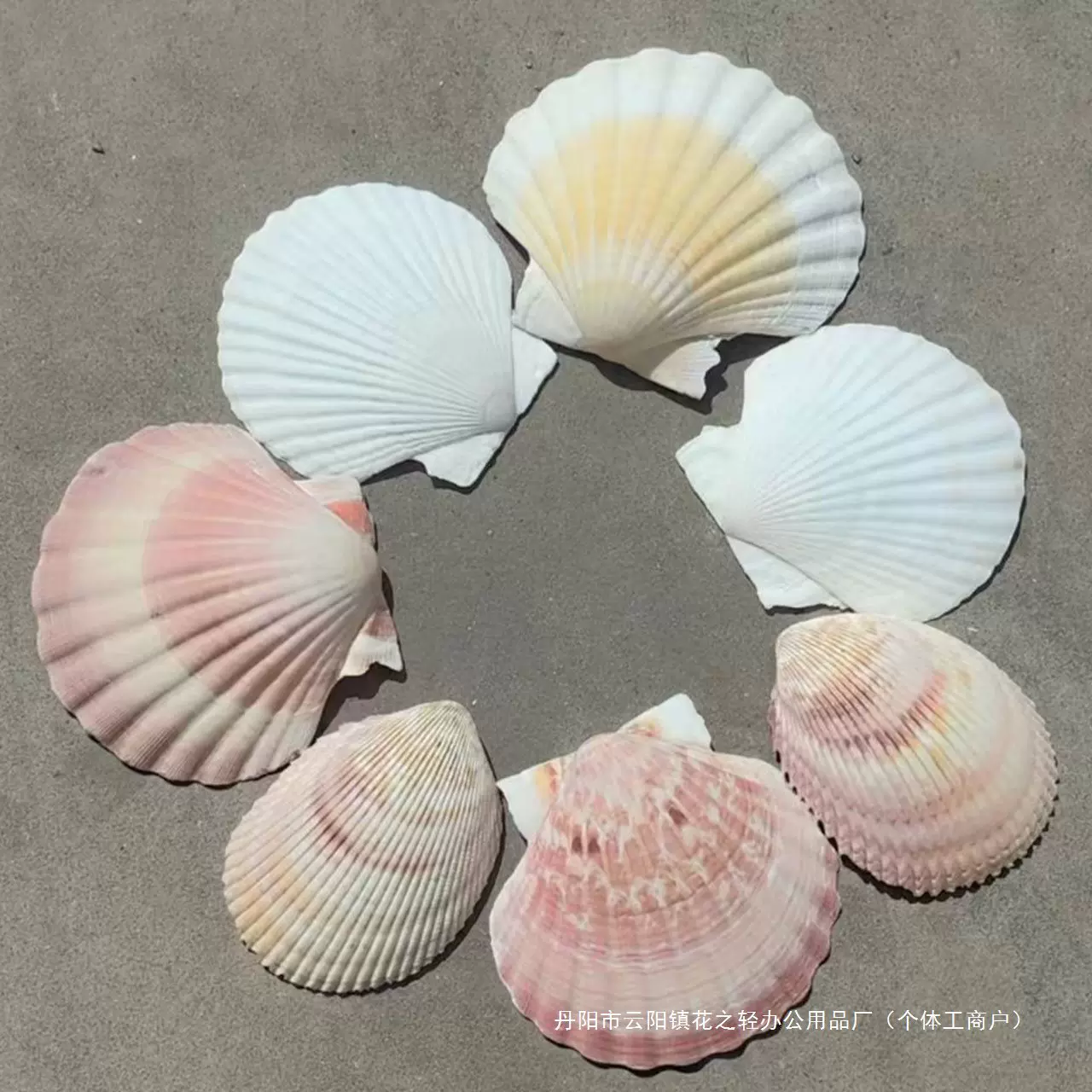 天然大白壳贝幼儿园手工DIY小扇贝彩绘画海螺贝壳墙彩色贝壳海螺