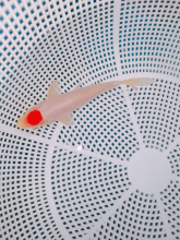 精品日系丹顶锦鲤红白色活体冷水淡水宠物火鲤高背广温鱼观赏鱼