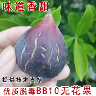 ����ۼt�o����������Ϸ������������������粨���t��Ƥ�������