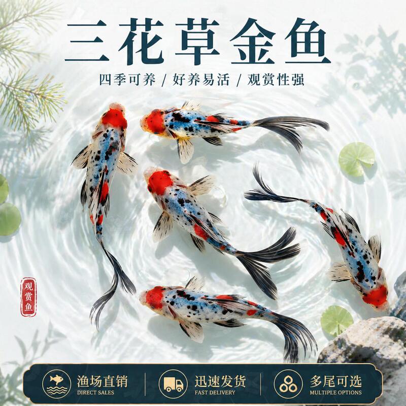 Ornamental tropical fish, easy to care for in cold water, hardy, suitable for tap water and freshwater, long-tailed live fish, small fry