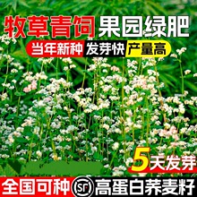 �w���N���ͺ��ͺ����@�G�����������ؚ���Ѹߵ����ļ��߮a�N��