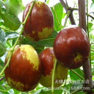 King Jujube Seedlings, Good Varieties, King Jujube Seedlings, Giant Jujube Seedlings, Large Fruit Candied Jujube Grafted Seedlings, Northern and Southern Fruit Trees
