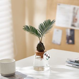 �F���Aˮ��ֲ���F�����ԃ����՚�Gֲ����Ȥζ�辰�K�Fˮ�B