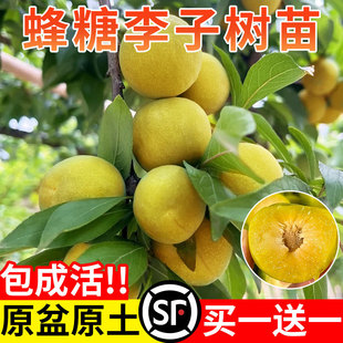�������Ә��������������F���P�������t�����޽��ϱ����Nֲ