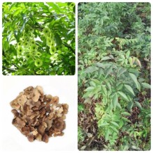 ���lɢ�b��ľ�N�� ���X�ɷN�� ���� ������ ���󃞻� �߳�ѿ��