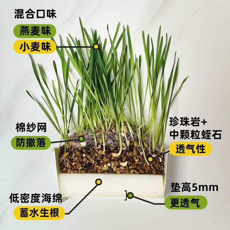 Cama de gato plantación en maceta perezosa plantación de cama de gato taza semillas de cama de gato cabello auto-cultivo cama de gato comida pequeña perezosa pasta de espuma cama de gato