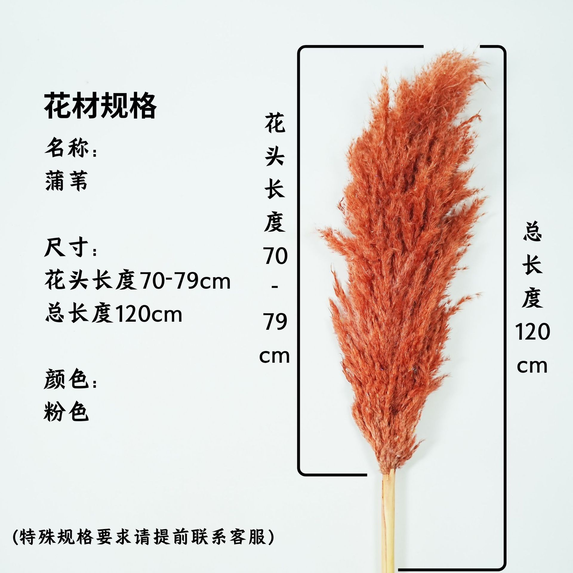 꽃머리 70~79cm 브라운