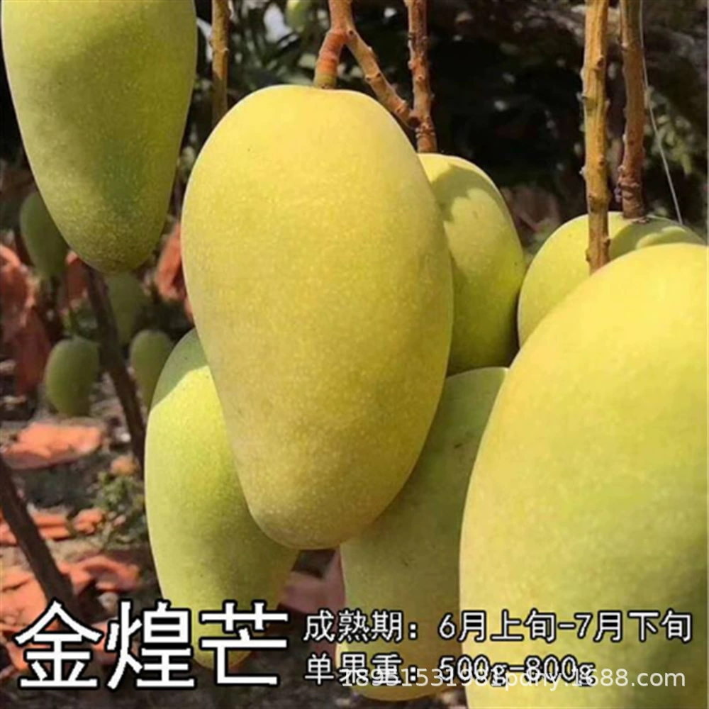 Прививка саженцев зеленого манго Aomang в том же году приводит к саженцам манго Jinhuang на юге и севере карликовых сортов саженцев в горшках